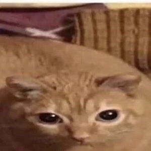 Meet your Posher, Tony